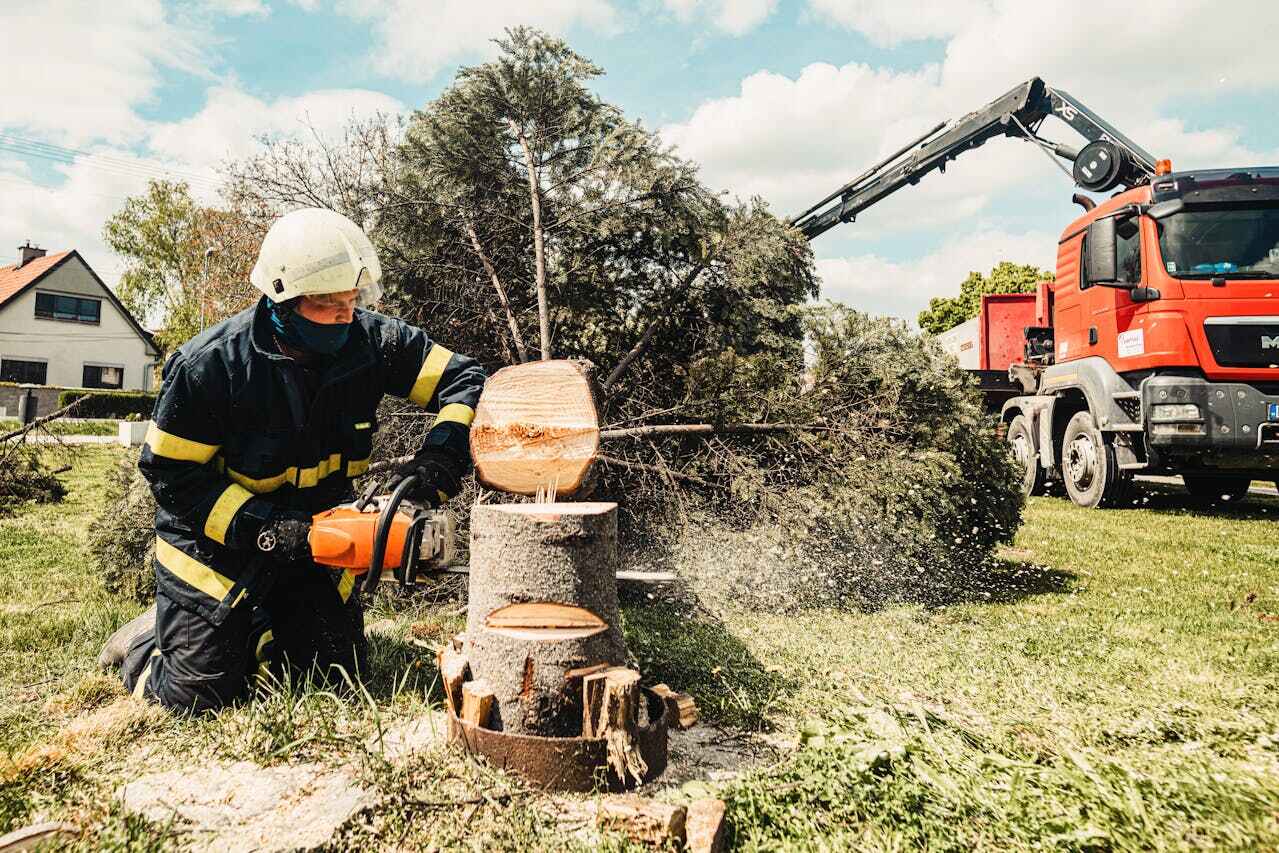 Best Palm Tree Trimming  in Perham, MN